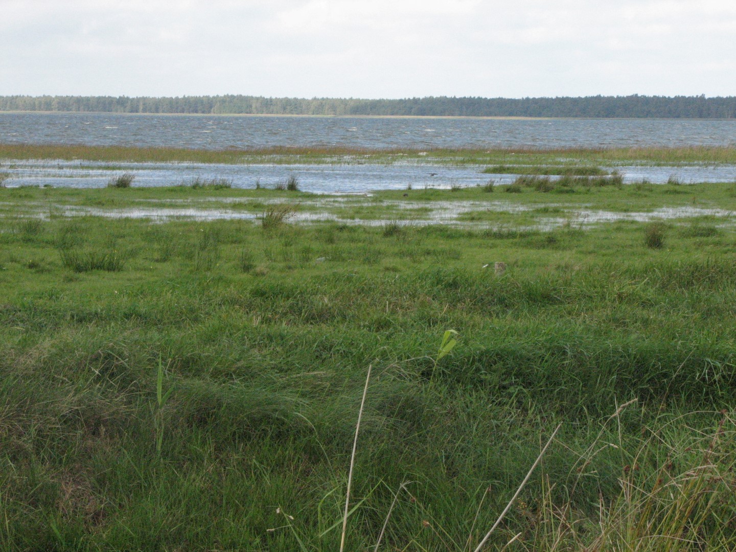 Salt marshes